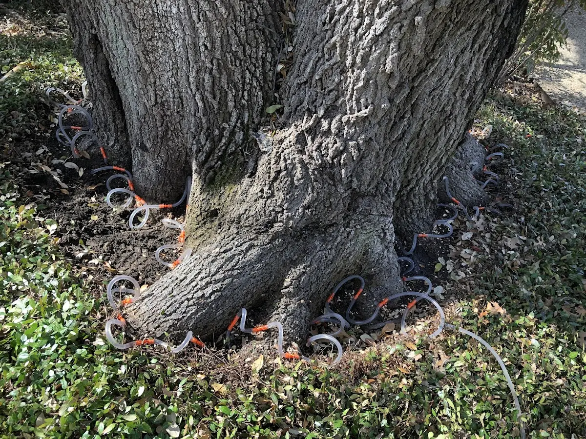 Detailed Tree Cabling and Bracing job site in Hickory Plains