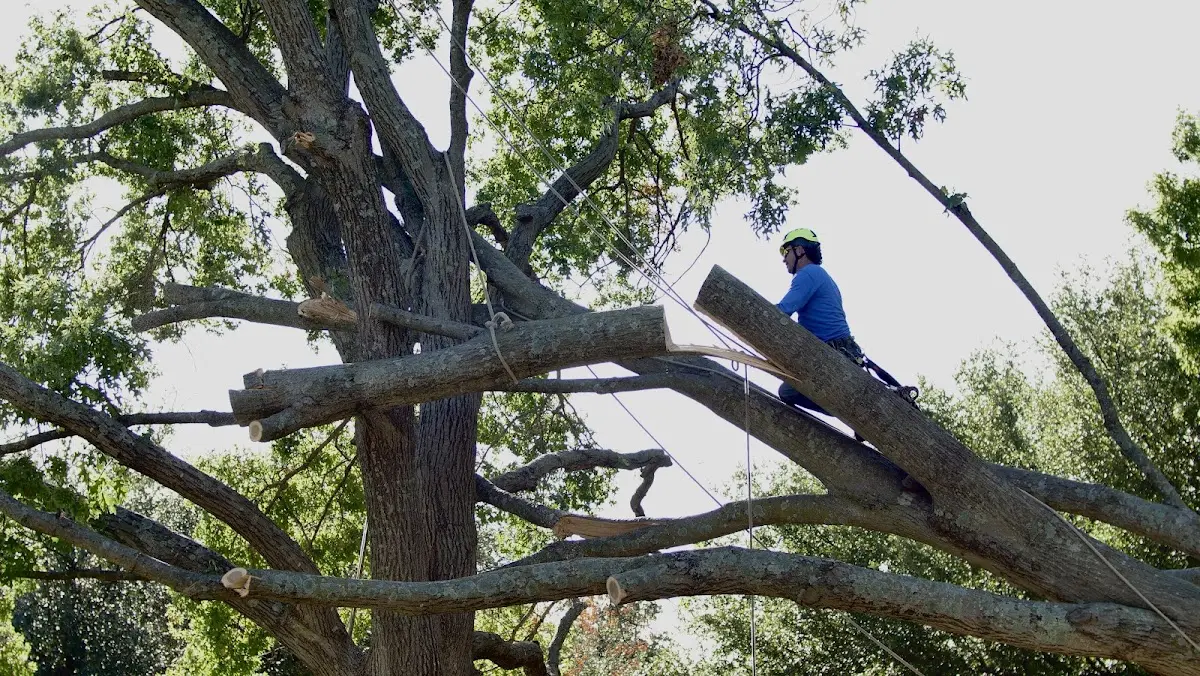 Professional Hazardous Tree Removal performed by certified arborists in Hickory Plains