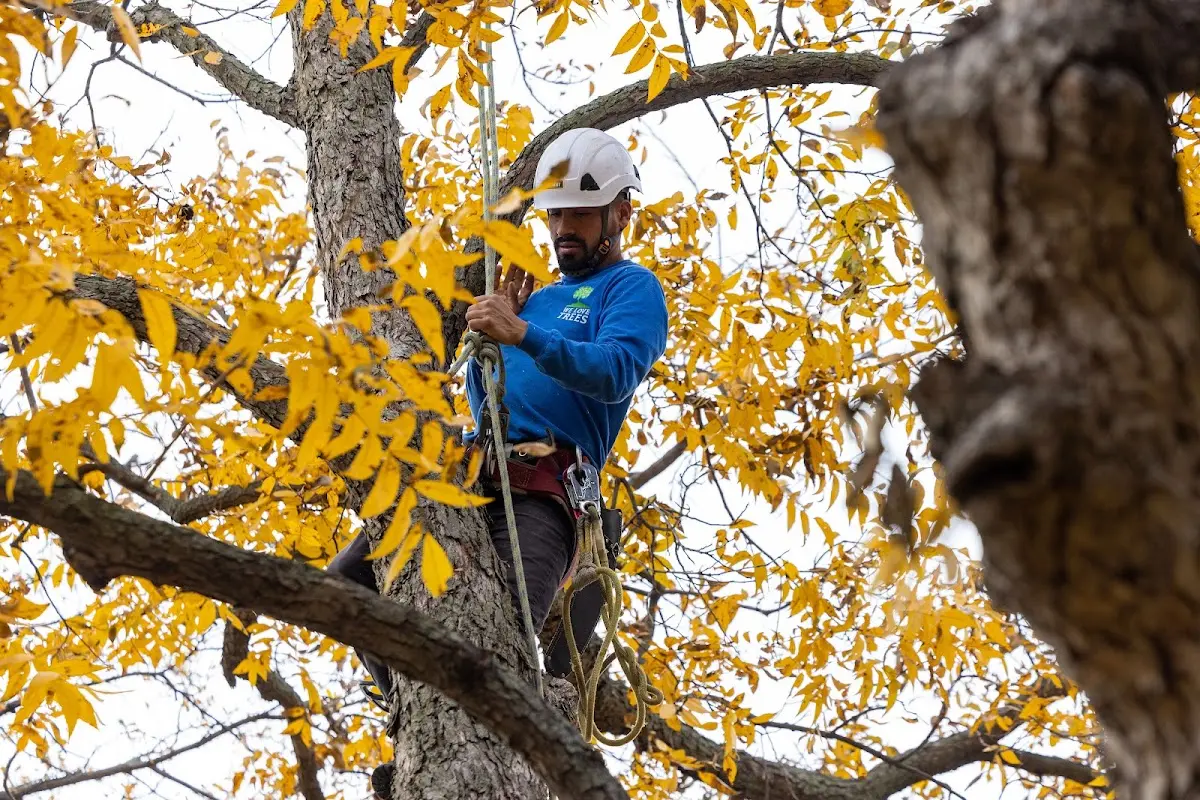 Skilled Tree Pruning crew working in Hickory Plains