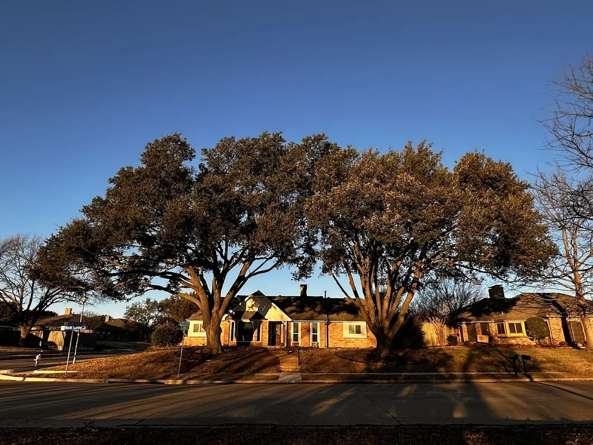 Established residential canopy tree shading a home in Hickory Plains